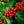 Load image into Gallery viewer, Cascara Lemonade | Limonada din fructul de cafea freeshipping - Kofi Ti