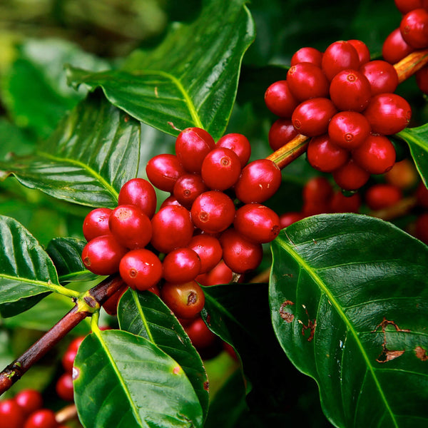Cascara Lemonade | Limonada din fructul de cafea freeshipping - Kofi Ti