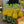 Load image into Gallery viewer, Matcha Lemonade
